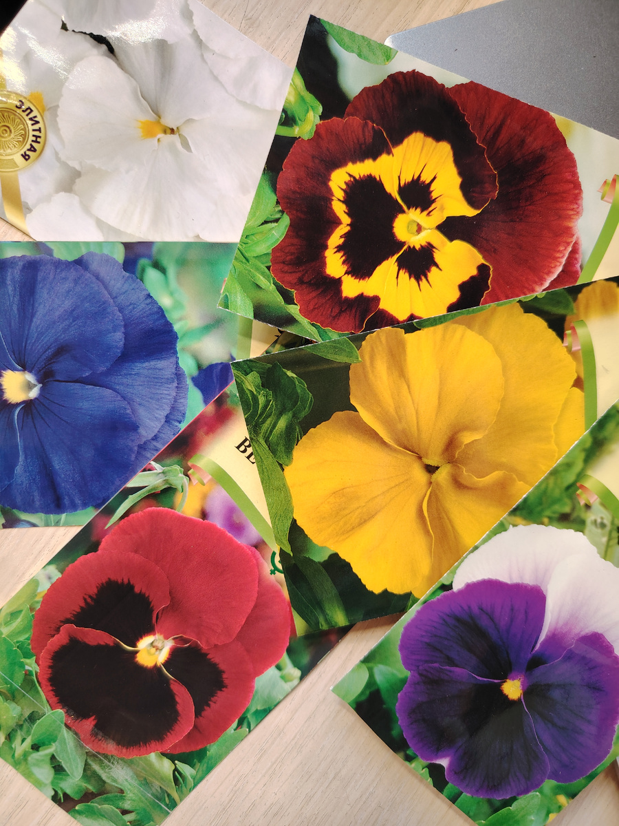 Разнообразие расцветок Виолы, которые я нынче посеяла