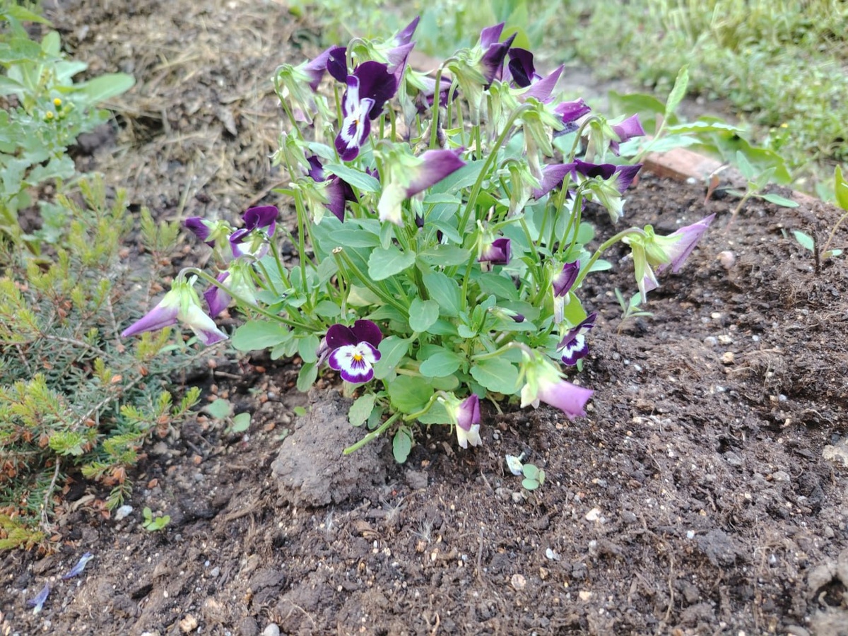 Виола на участке