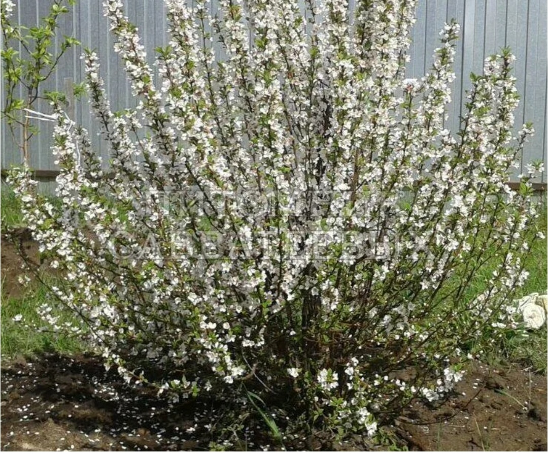 Вишня бессея. Фото из интернета 