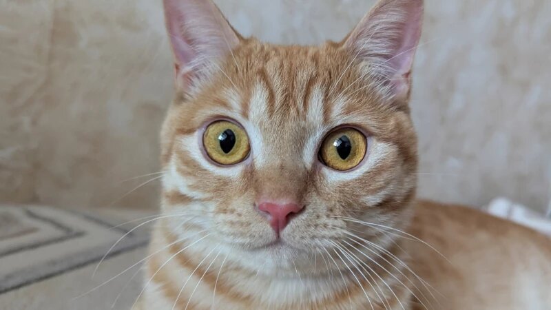     Кот. Кошка. Анастасия Панченко