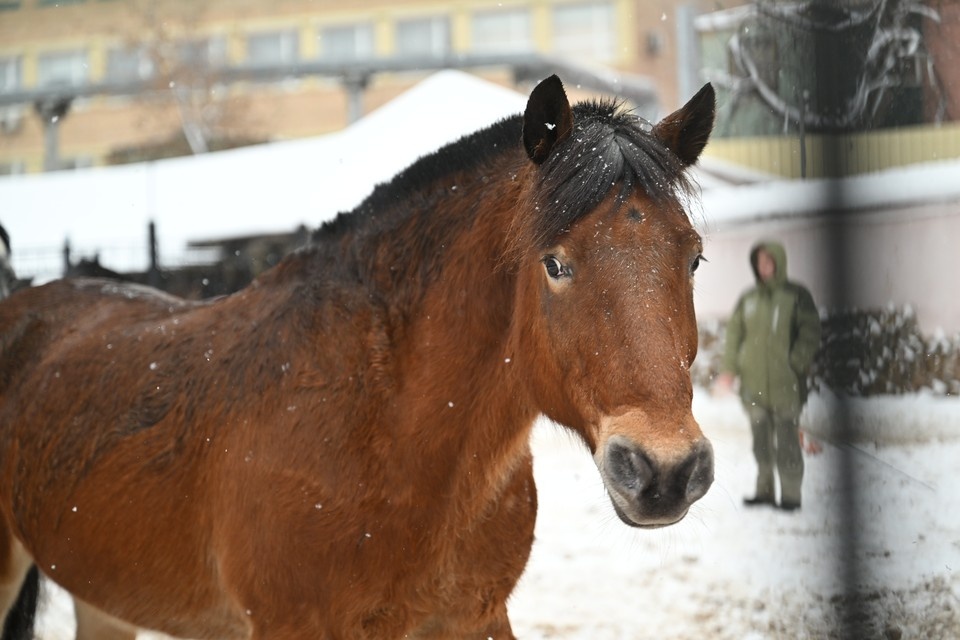    Все животные подлежат осмотру специалистов Евгения ГУСЕВА