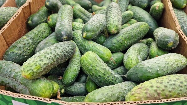    © Sputnik / Александр Жибуль