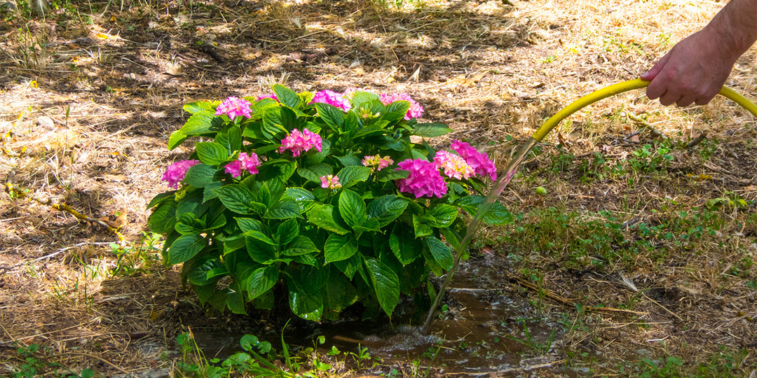 Гортензии весной, самый первый уход в году, нюансы по видам