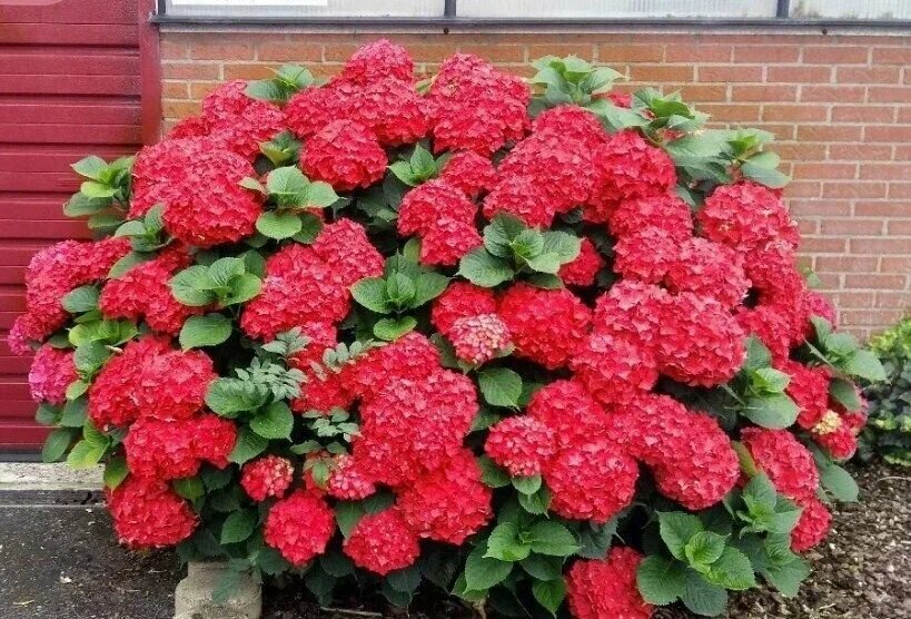 Гортензия крупнолистная сорт Ред Барон от садового центра Green Space в Завидово