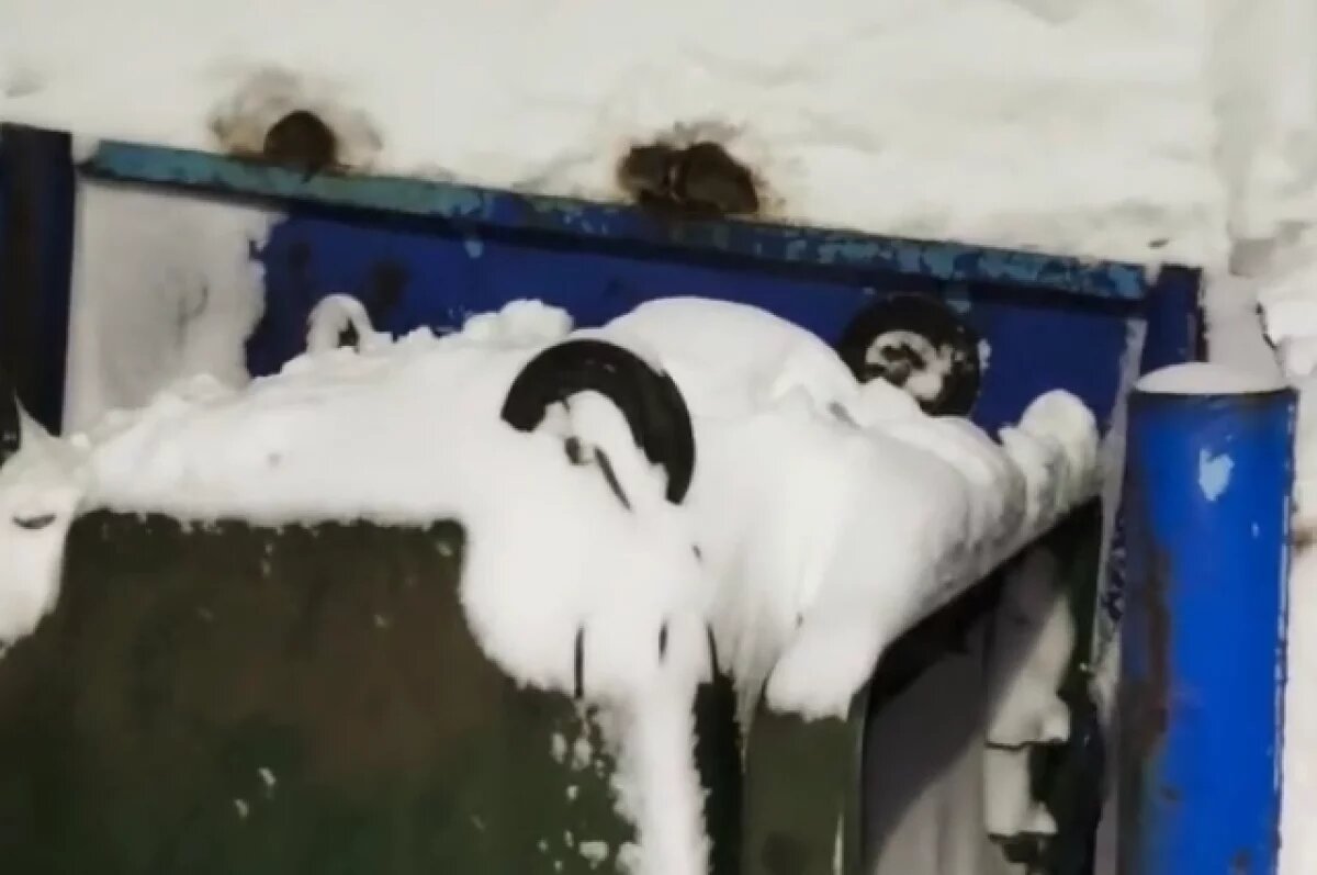    Крысы продолжают атаковать мусорные площадки в Петропавловске