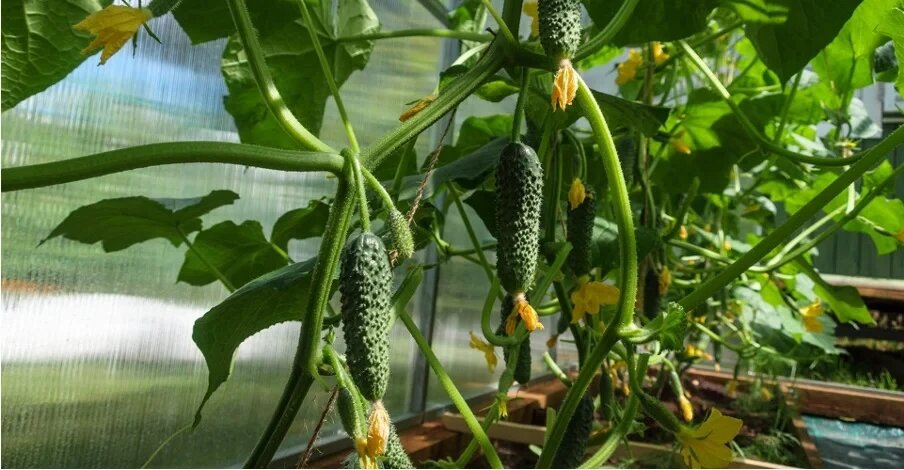 Выращивание рассады огурцов в горшках: советы по размножению