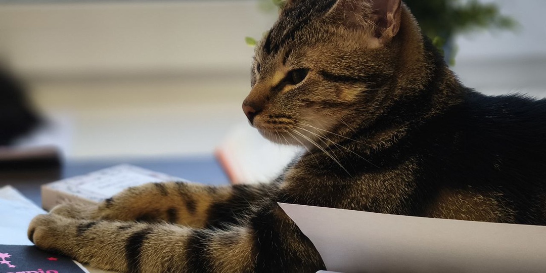 Как жить, чтобы жизнь приносила удовлетворение и нужно ли мечтать?