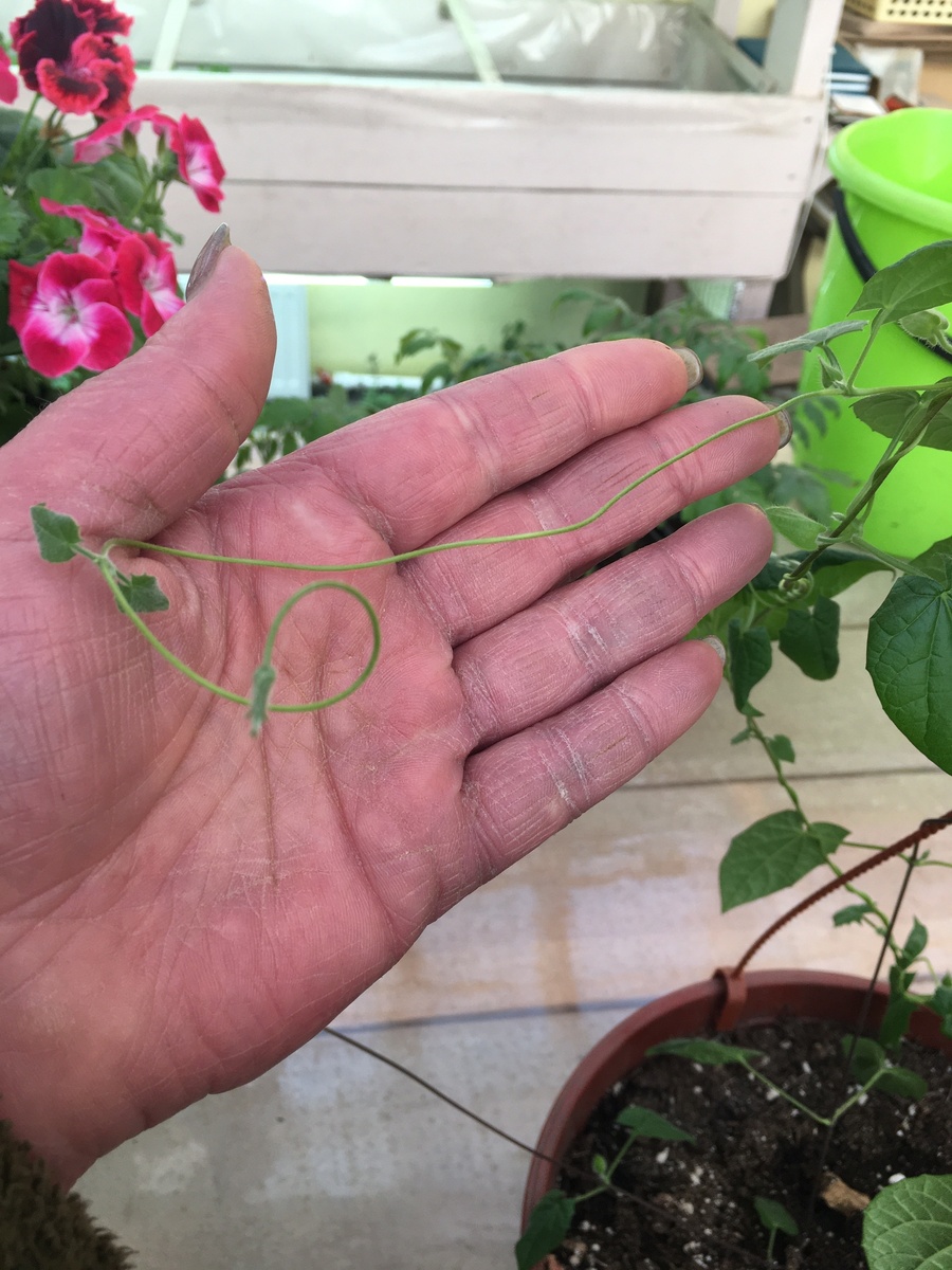 Длина междоузлий у тунбергии