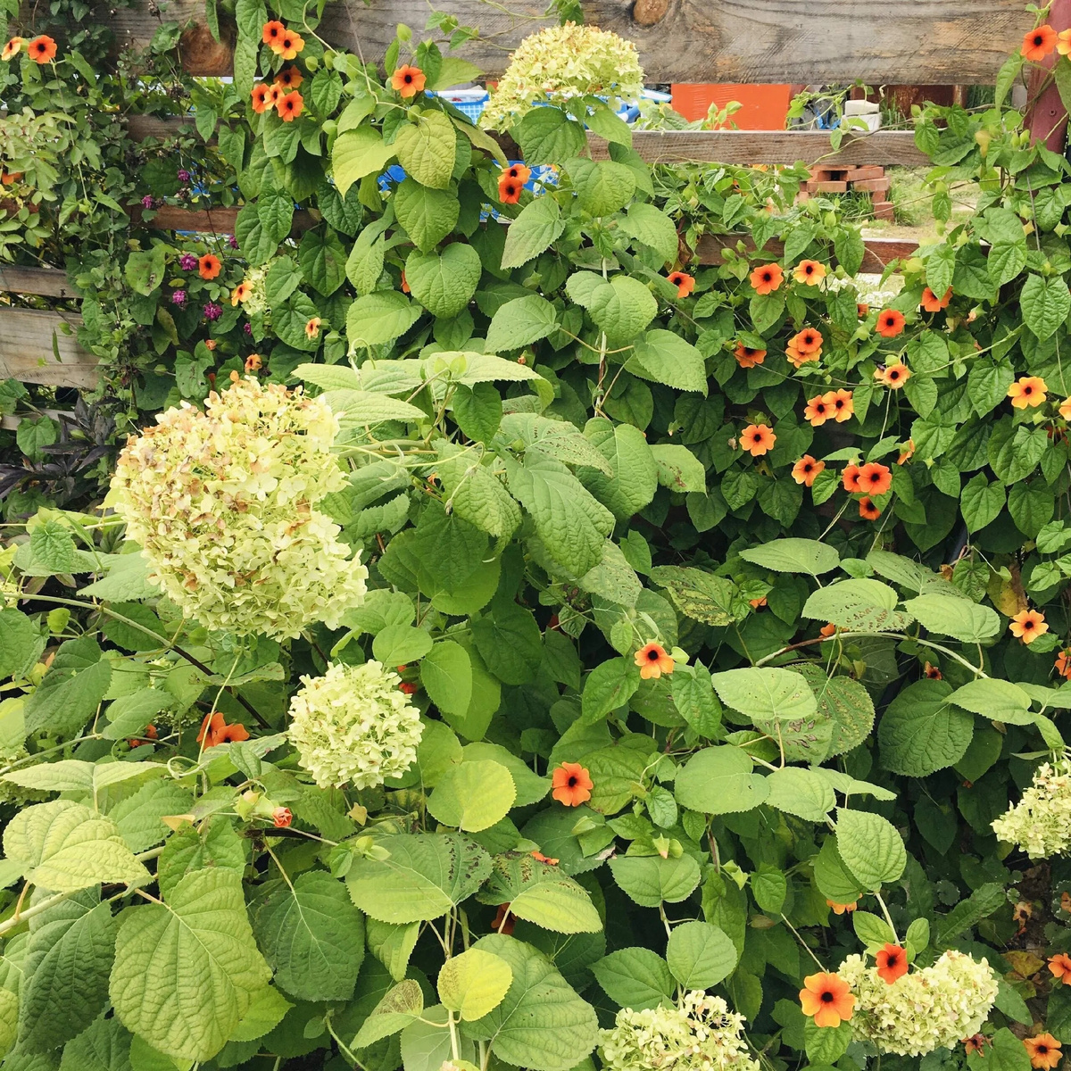 тунбергия у меня в саду летом 2025