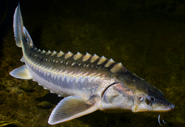 Персидский осётр