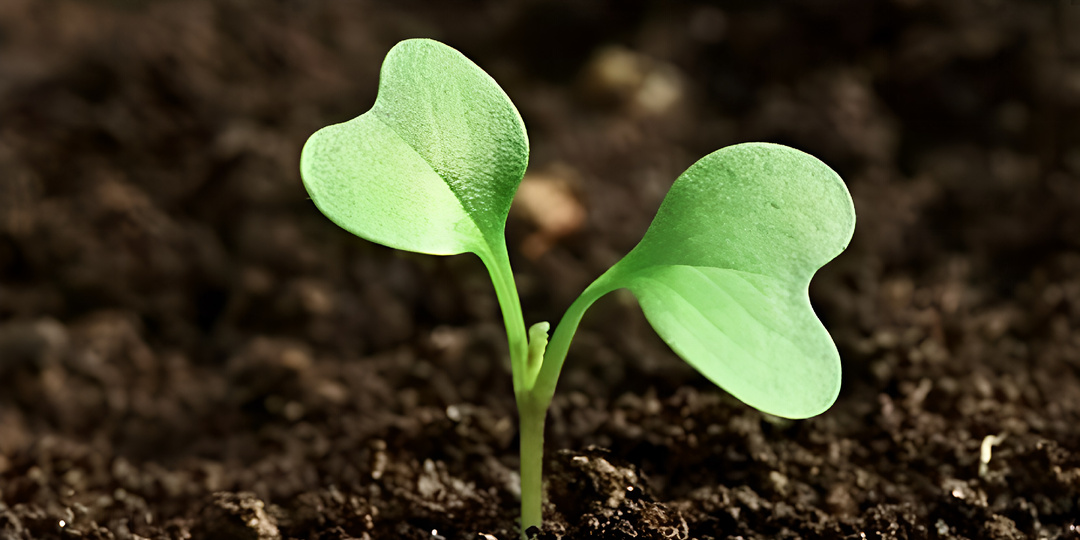 Что и когда сажать на рассаду в марте 2026 года: Лунный календарь посева для овощей, цветов и ягод