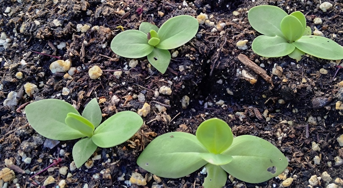 Лунный календарь для садоводов и огородников на март 2026 года: Благоприятные дни для посева. Фото автора