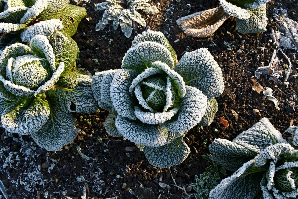 Что ещё можно сеять в августе?