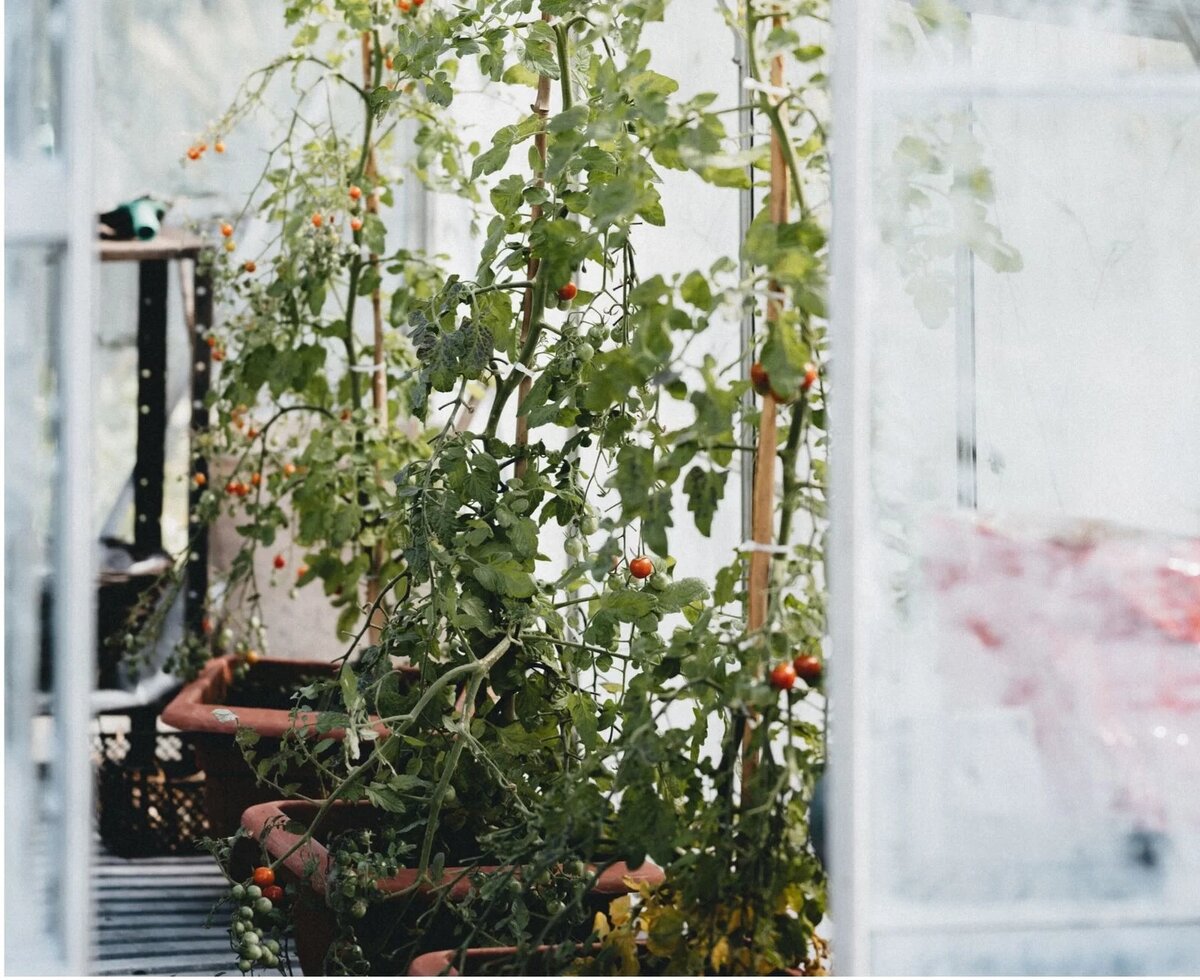 Календарь посадки овощей: когда и что сажать