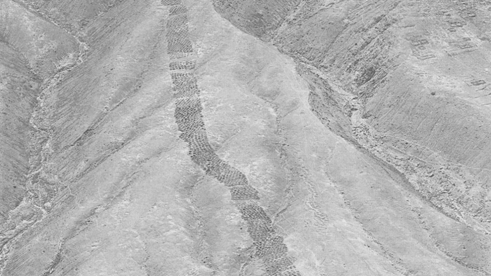 Фото: Аmerican Natural History Museum