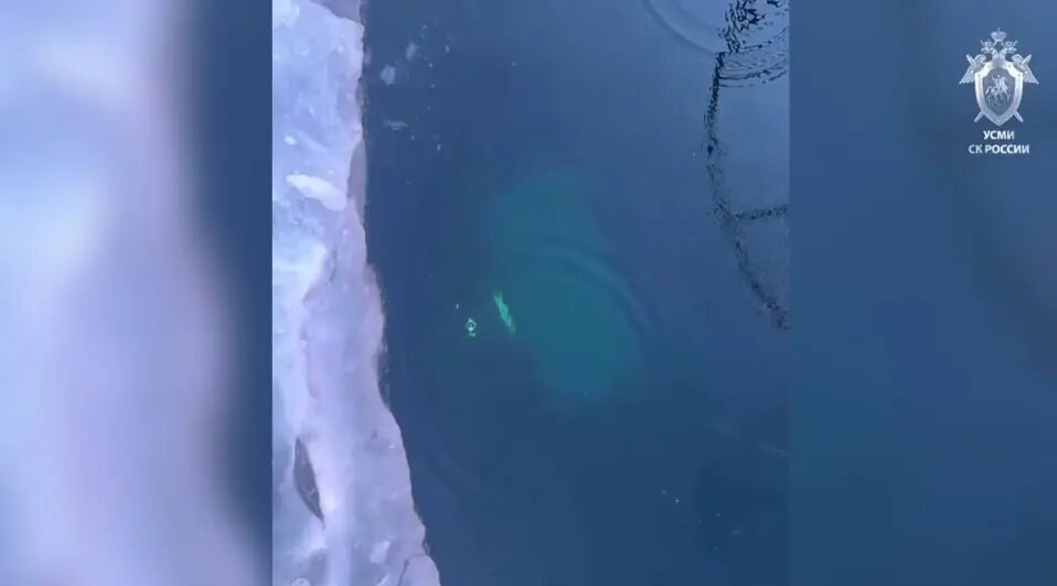    Фото: скриншот из видео пресс-службы СК РФ.