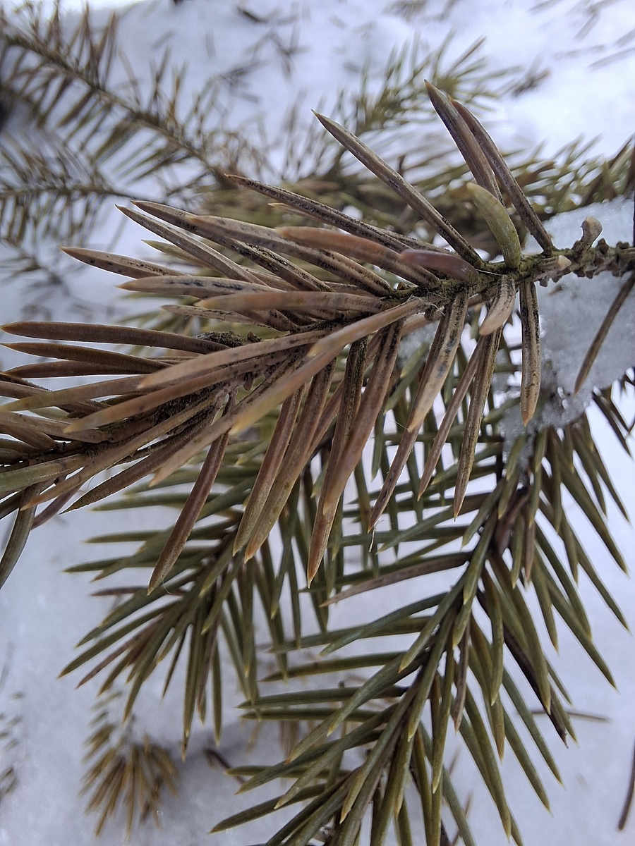 Бурое Шютте 