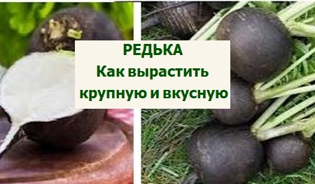 как вырастить редьку