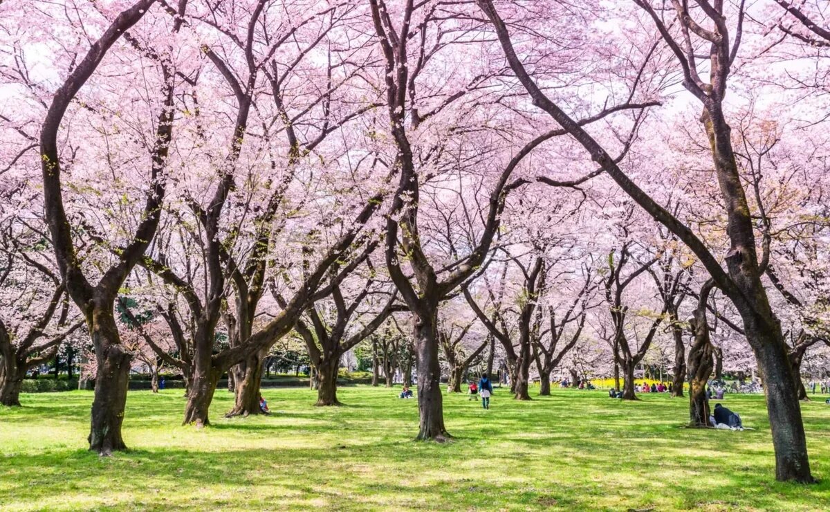    Виза в Японию в 2026 году: сроки, отказы и боты-перекупщики