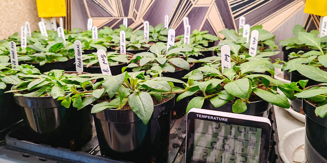 📢🌡️ ТЕРМОМЕТР ДЛЯ ПЕТУНИИ: Какая ТЕМПЕРАТУРА нужна на КАЖДОМ этапе? 🌸