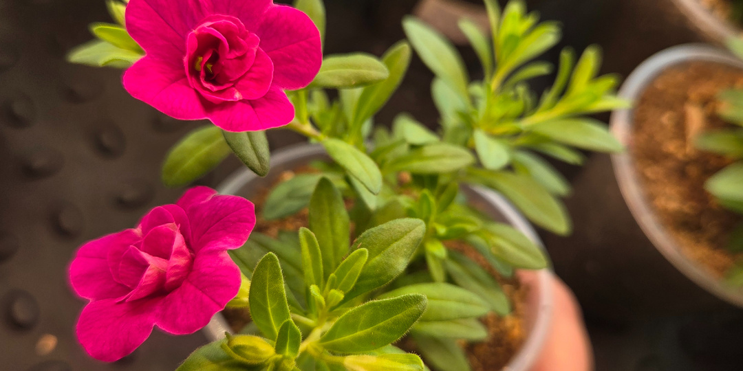 Конец февраля — пора сеять и черенковать.