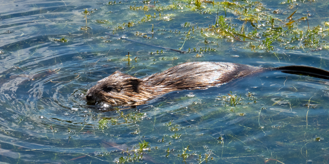 Зверь «раз-два-три»