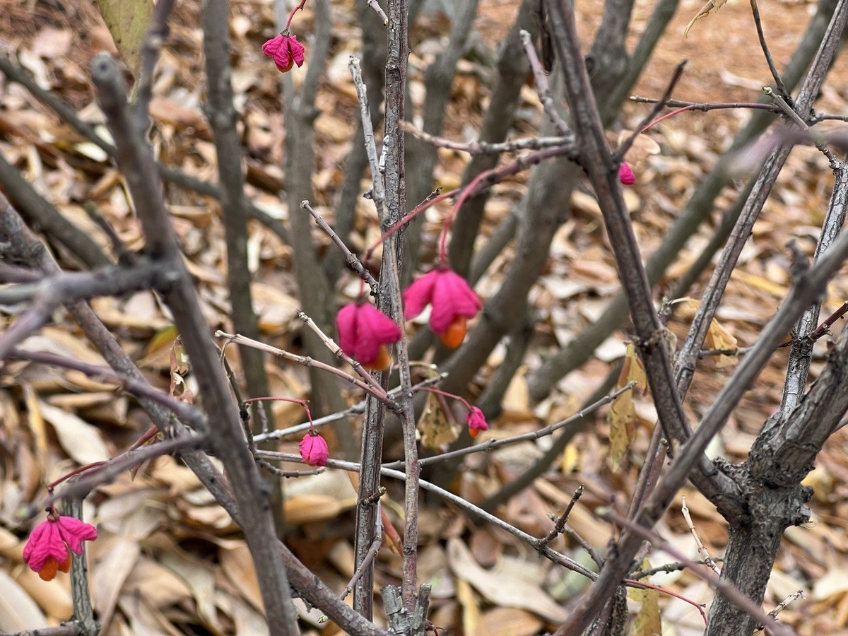 Плоды бересклета