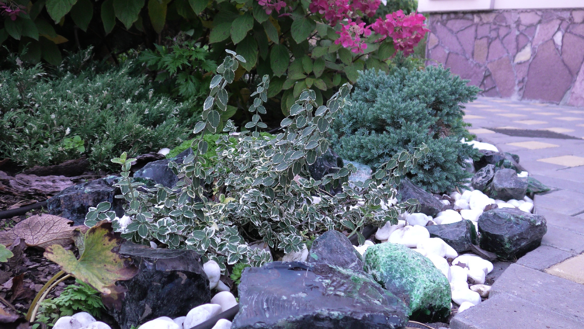 Бересклет Форчуна