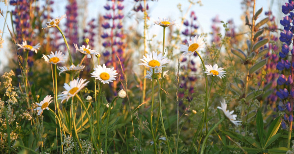 Фото с Яндекса 