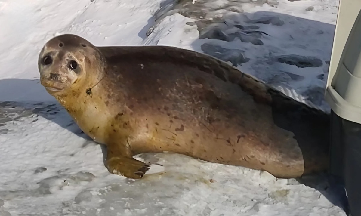    «Определили его как «чебурашку»»: тюленю неизвестного вида волонтёры помогли добраться…