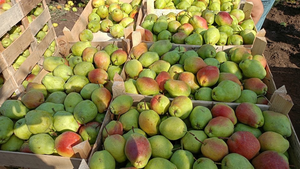    Ограничения введены из-за риска распространения вредных карантинных объектов. Денис ДОРОФЕЕВ