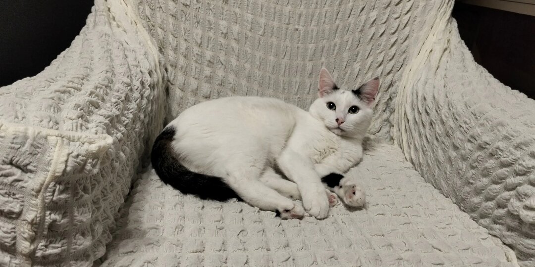 В Заинске задержали мужчину за жестокое обращение с животным