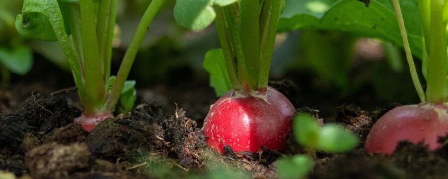 Посев редиса с помощью семенной ленты