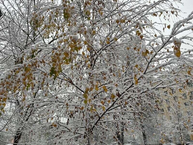     Фото: Бриф 24