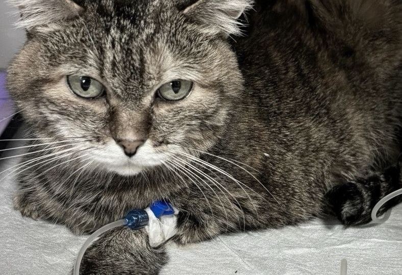 Во вторник ночью умерла Проша