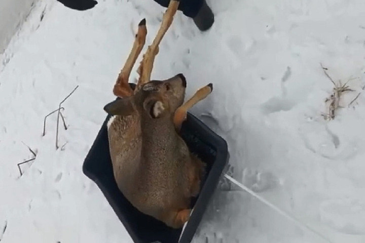 Жители Барнаула спасли косулю от гнавшейся за ней собаки