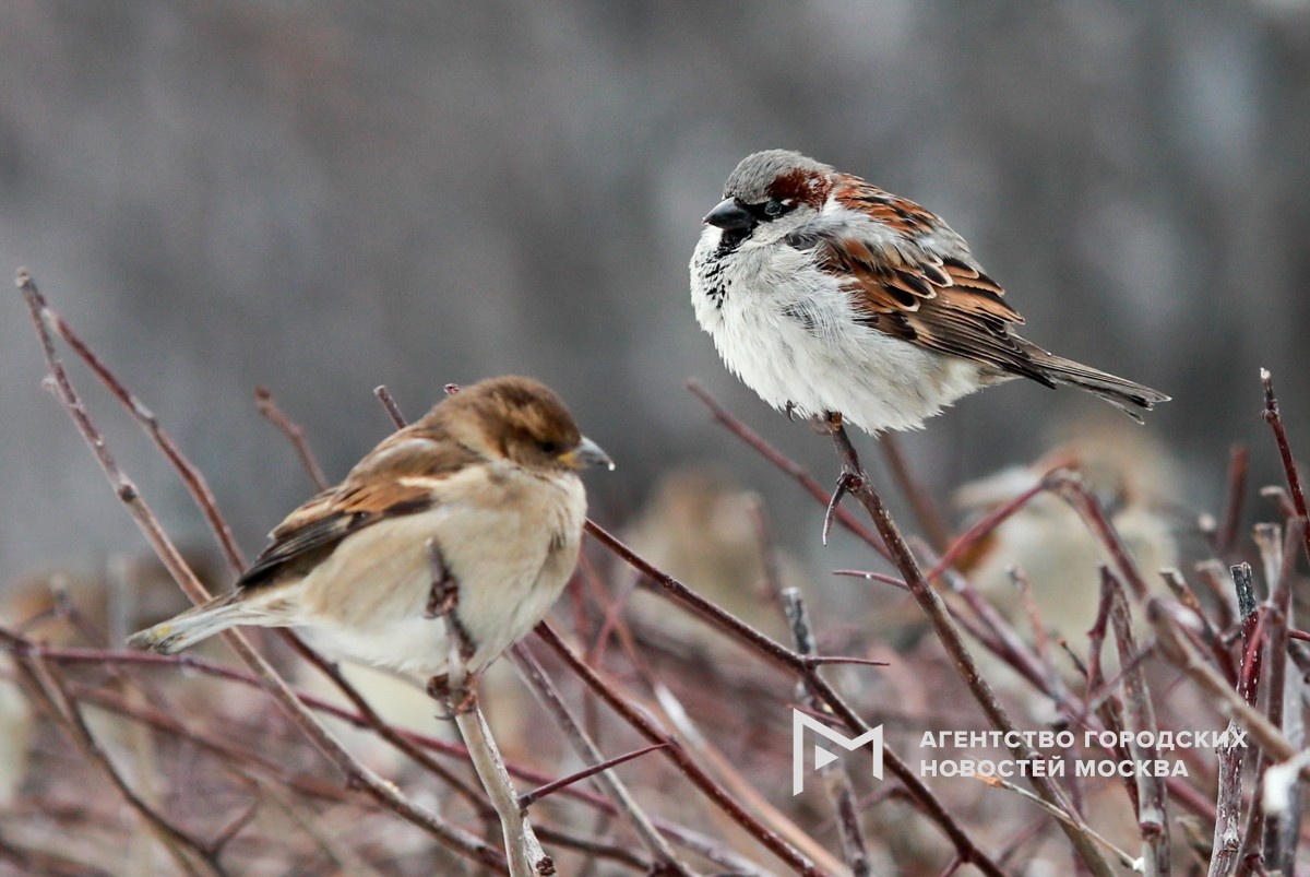 Фотограф: Василий Кузьмичёнок