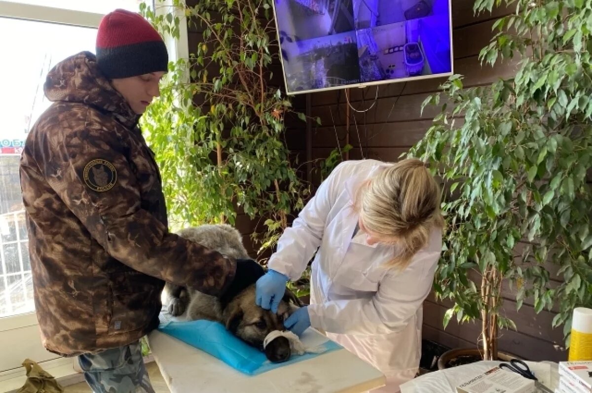    Самарский политик предложил доработать закон о чипировании животных