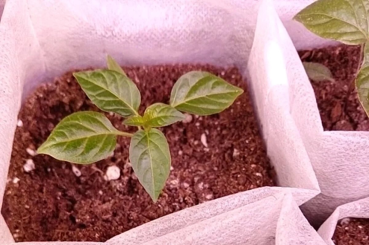    Секретов для выращивания рассады много. Главное, строго соблюдать правила