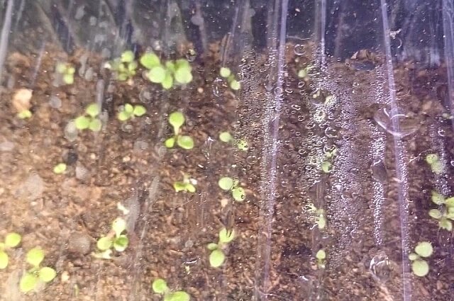    За рассадой уход нужен почти как маленькими детьми. Фото: Из личного архивa/ Лариса Рудницкая