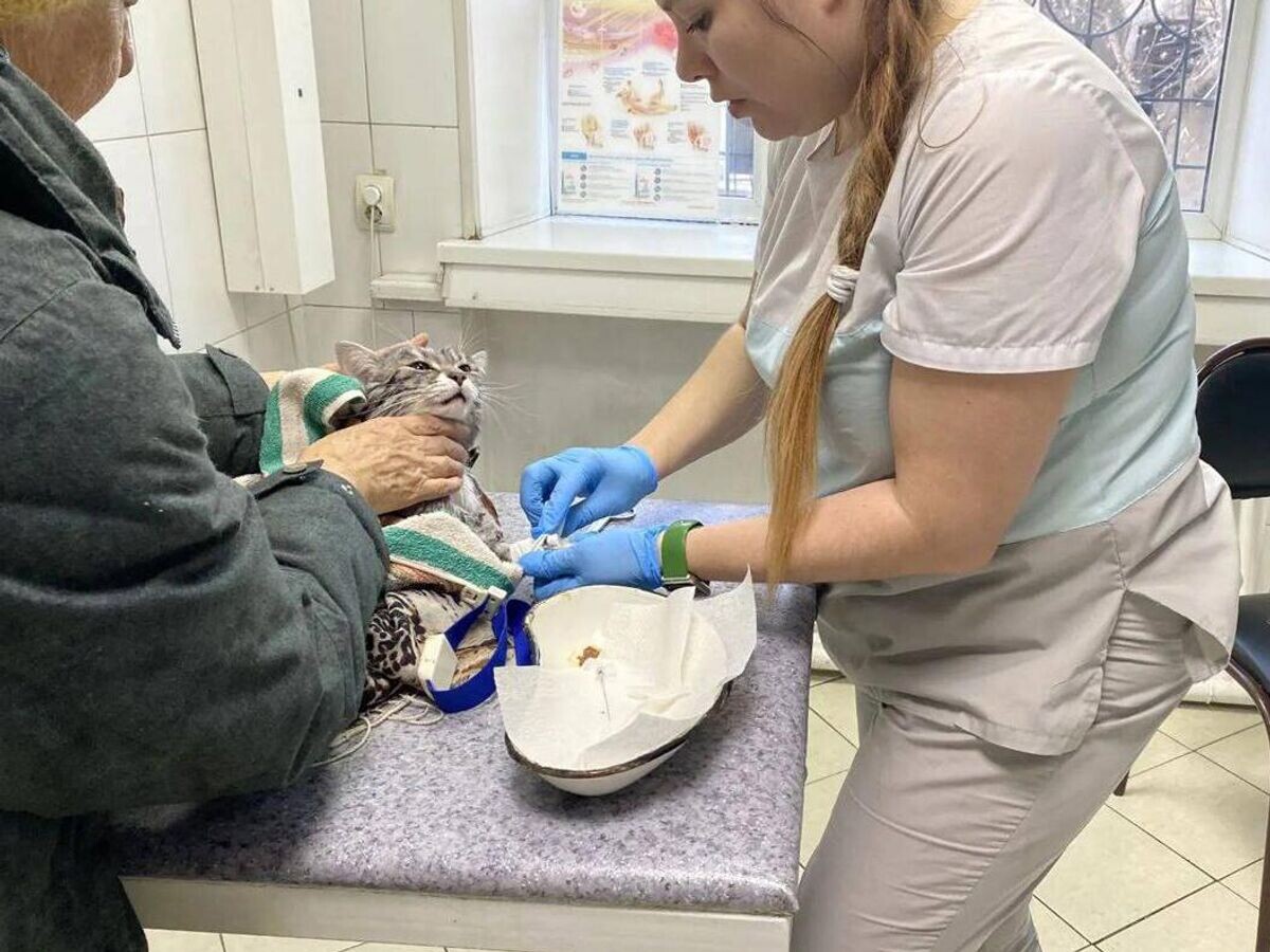    Усольские ветеринары спасли кота после стирки в машинке | © Фото : Ассоциация ветеринарии Иркутской области/Telegram
