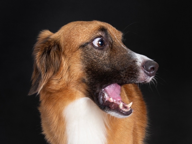     Фото: Jucadima/Shutterstock/Fotodom