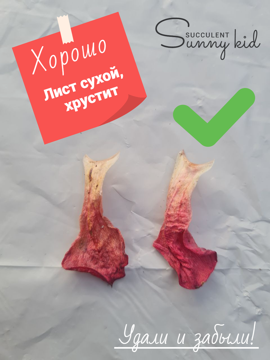 Нижние листья у суккулента, это нормально. Sunny kid | Succulent