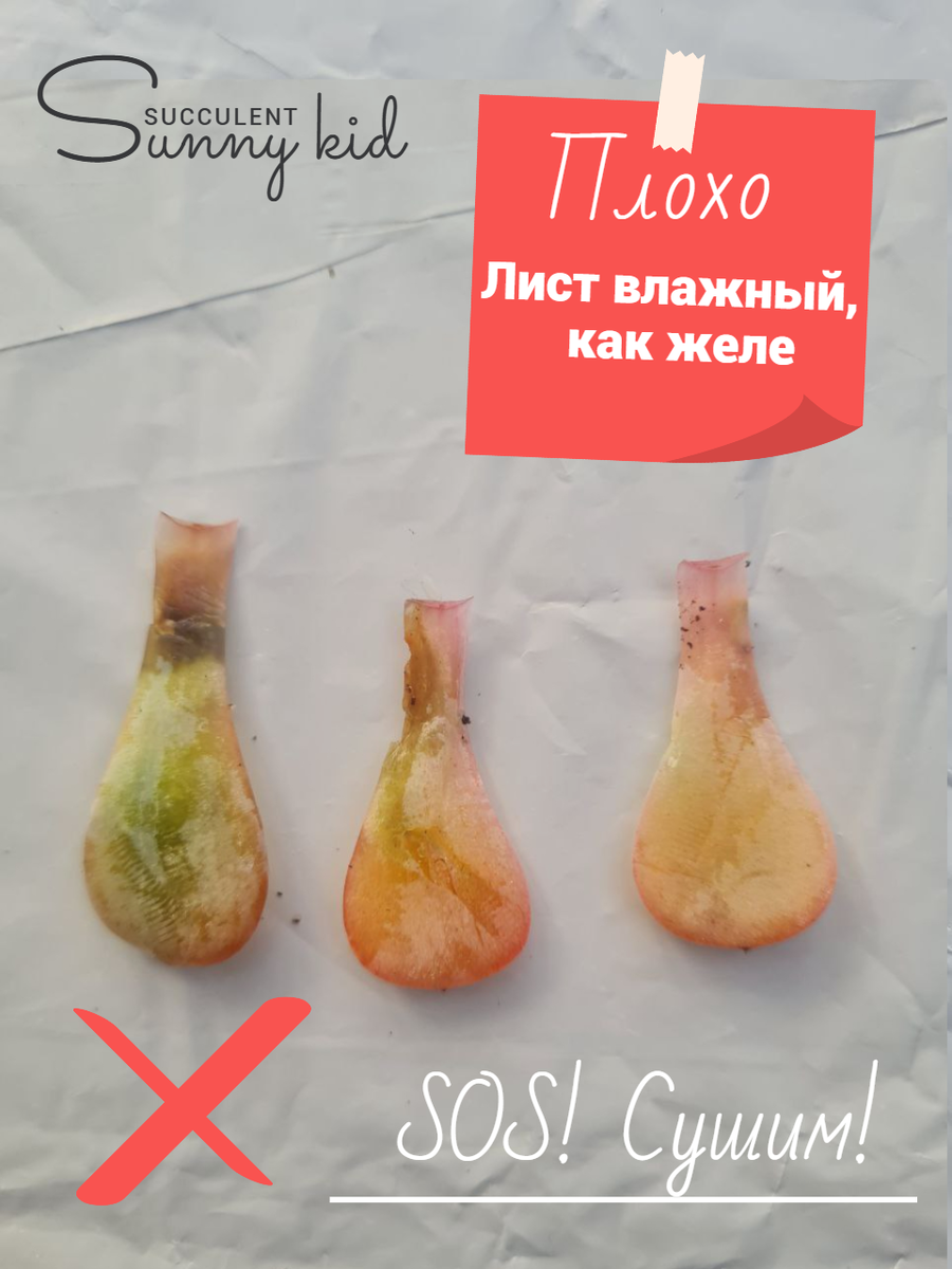 SOS! Нижние листья у суккулента влажные, как желе. Sunny kid | Succulent