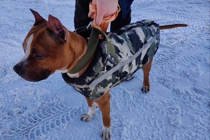 В Петрозаводске ищут хозяина потеряшки