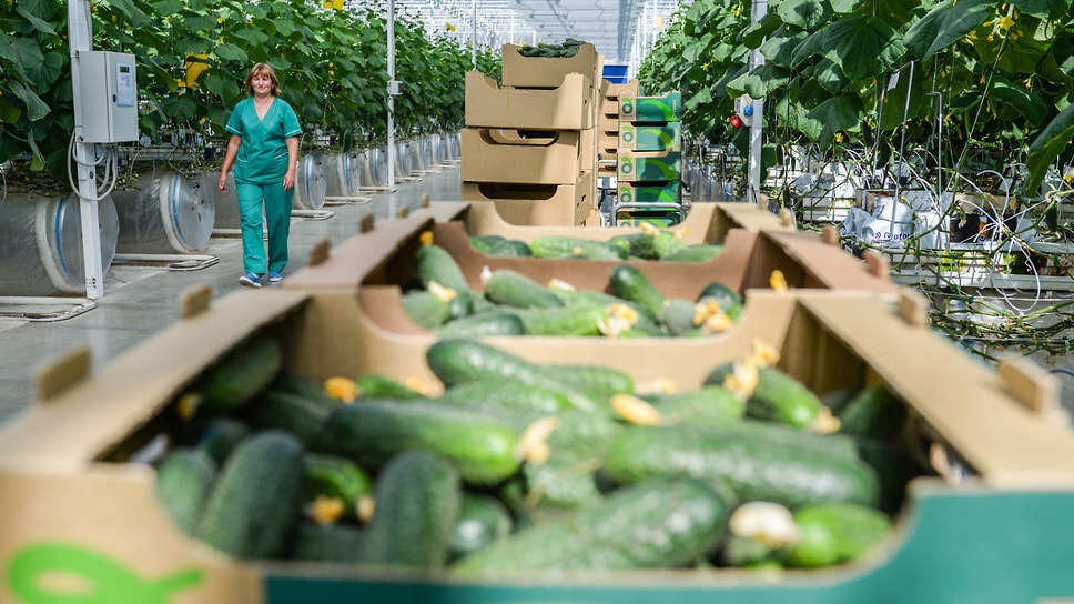 Фото: Олег Харсеев / Коммерсантъ