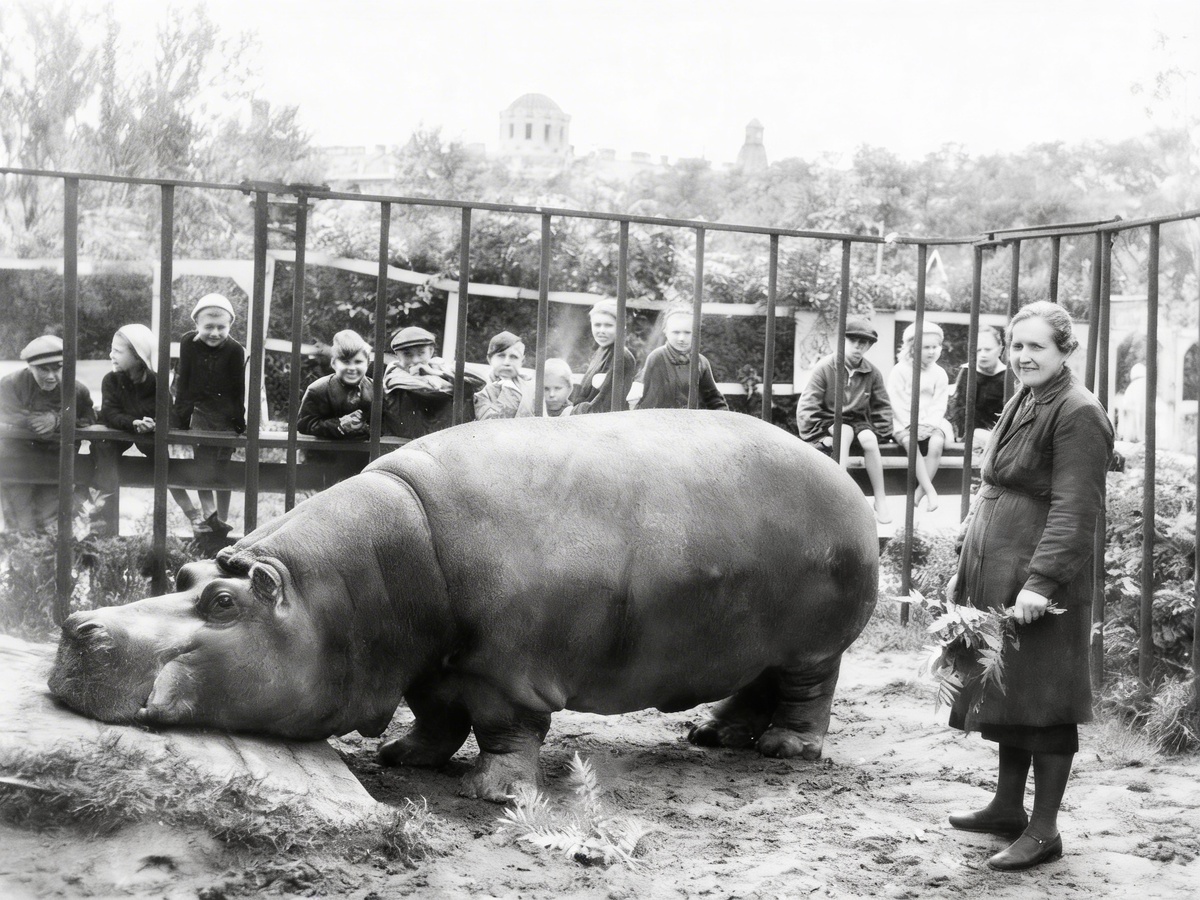 Самка бегемота по кличке Красавица