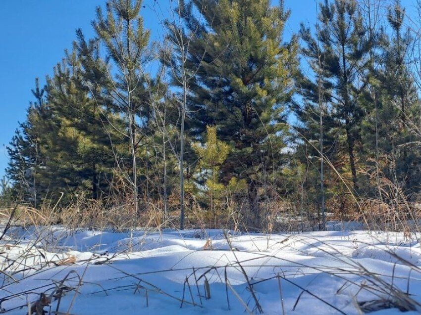    Фото: Пресс-служба Минприроды Забайкалья