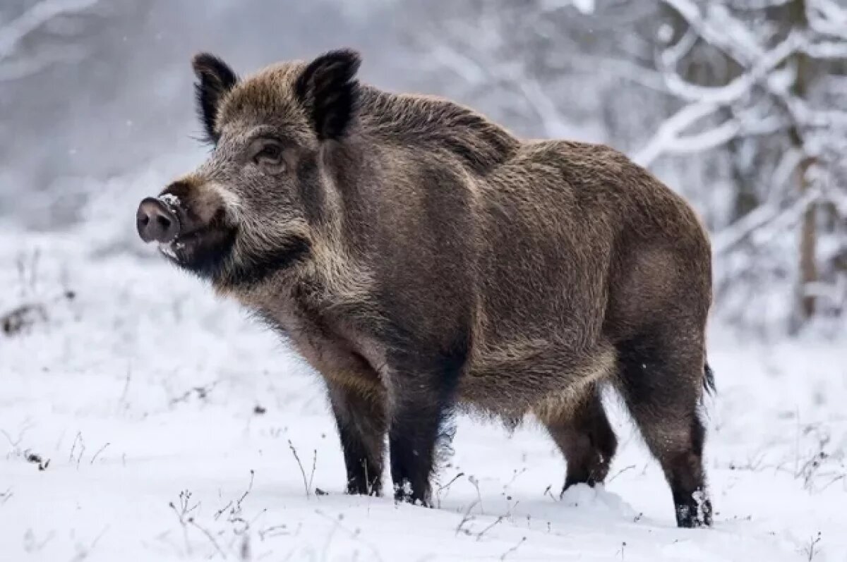    Калужская прокуратура принудила минприроды изменить границы охотничьих зон