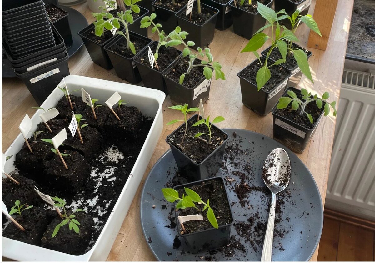 Размножение перца чили: как успешно его выращивать.